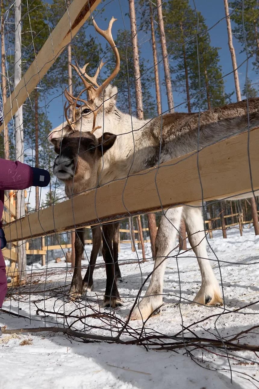 Детская шерстяная балаклава Kuuraan. - фото 9